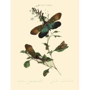 Donovan. Insects of China, India and New Holland. Giclee Prints. Donovan-India-01 Hemiptera Fulgora Pyrorhynchus.