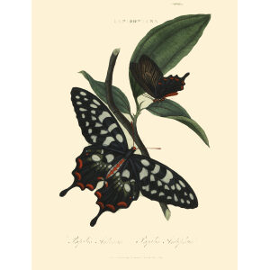 Donovan. Insects of China, India and New Holland. Giclee Prints. Donovan-India-02 Lepidoptera Papilio Antenor – Papilio AntiphusDonovan-India-02 Lepidoptera Papilio Antenor – Papilio Antiphus