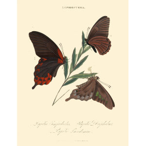Donovan. Insects of China, India and New Holland. Giclee Prints. Donovan-India-03 Lepidoptera Papilio Empedocles