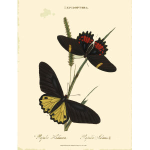 Donovan. Insects of China, India and New Holland. Giclee Prints. Donovan-India-06 Lepidoptera - Papilio Heliacon – Papilio Idæus
