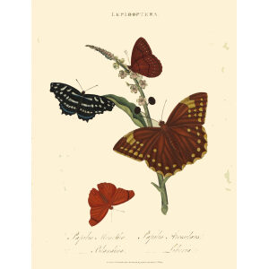 Donovan. Insects of China, India and New Holland. Giclee Prints. Donovan-India-10 Lepidoptera - Papilio Menetho