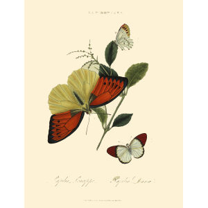 Insects of China, India and New Holland. Giclee Prints. Donovan-India-14 Lepidoptera - Papilio Leucippe