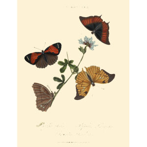 Insects of China, India and New Holland. Giclee Prints. Donovan-India-15 Lepidoptera - Papilo Isis – Papilio Phorcys