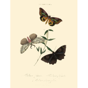 Insects of China, India and New Holland. Giclee Prints. Donovan-India-16 Lepidoptera - Phalæna figura