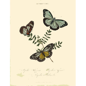 Insects of China, India and New Holland. Giclee Prints. Donovan-India-17 Lepidoptera - Papilio Hippia – Papilio Affinis