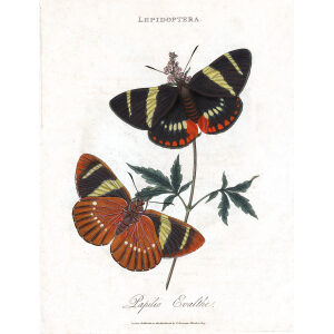 Insects of China, India and New Holland. Giclee Prints. Donovan-India-18 Lepidoptera - Papilio Evalthe