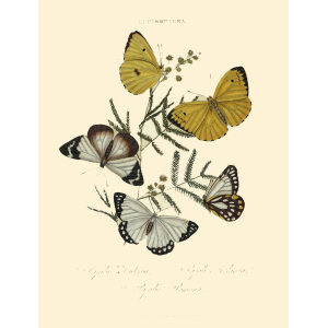 Donovan - New Holland Lepidoptera Papilio Teutonia. Giclee Print