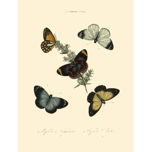 Donovan - New Holland- Lepidoptera Papilio Nigrina . Giclee Print
