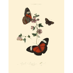 Donovan - New Holland Lepidoptera Papilio Chrysippe. Giclee Print