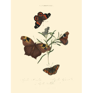 Donovan - New Holland - Lepidoptera - Papilio Bankia. Giclee Print