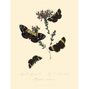 Donovan - New Holland Lepidoptera Papilio Agricola. Giclee Print