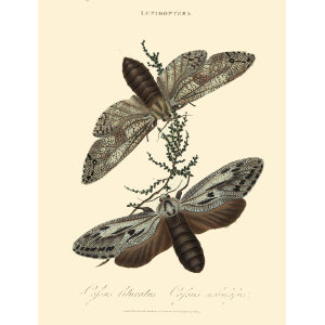 Donovan New Holland Lepidoptera Cossus Nebulosus. Giclee Print
