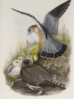 Gould - The Birds of Great Britain Volume I - Merlin - Museum quality giclee print