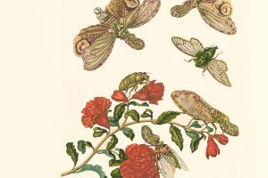 155b_73_055 Lantren Fly with Pomegranate Flower - Maria Sibylla Merian - Metamorphosis insectorum Surinamensium (2nd edition) – Museum quality giclee print by Heritage Prints
