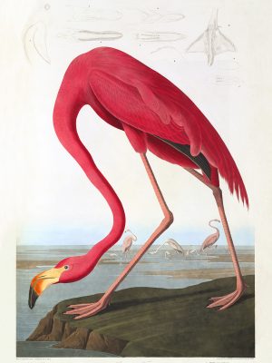 Audubon 431 American Flamingo Birds of America Museum quality giclée print