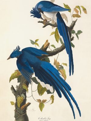 Columbia Jay, Plate 96. John James Audubon – Birds of America – High quality Giclee Print