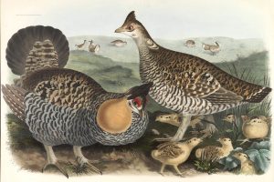 Elliot Family of the Grouse - Pinnated Grouse, Adults and Young