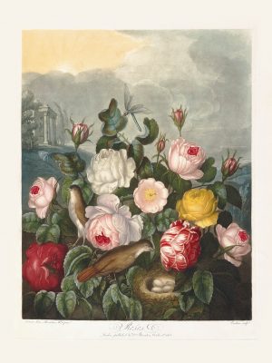 Roses by Robert Thornton – Temple of Flora, or Garden of Nature – Museum Quality Giclee Print – Heritage Prints Facsimile