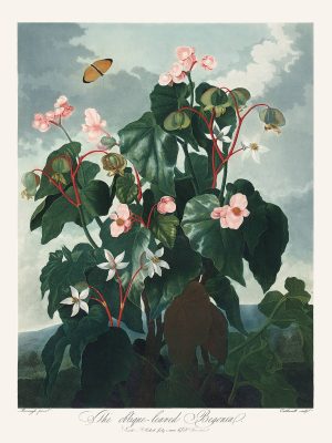 Oblique Leaved Begonia by Robert Thornton – Temple of Flora, or Garden of Nature – Museum Quality Giclee Print – Heritage Prints Facsimile
