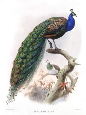Pavo cristatus Print artists: Joseph Wolf and Joseph Smit. Daniel Giraud Elliot. A Monograph of the Phasianidae or A Family of Pheasants. Museum quality Giclee print