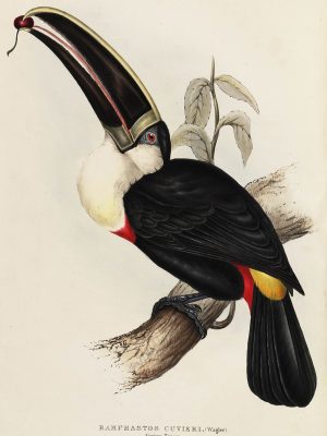 Cuvier's Toucan Plate 033 John Gould A Monograph of Ramphastidae or Family of Toucans