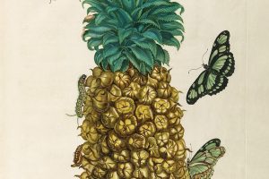 merian-pineapple-complete set-2 Maria Sibylla Merian - Metamorphosis insectorum Surinamensium (2nd edition) – Museum quality giclee print by Heritage Prints